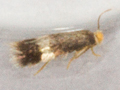 Stigmella microtheriella